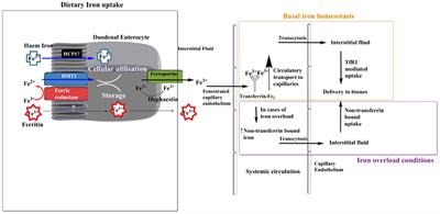 New Perspectives on Iron Uptake in Eukaryotes